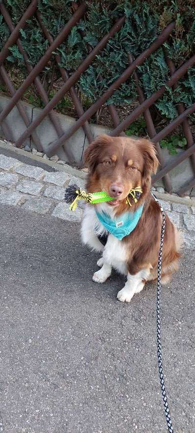 Dogorama Photo Challenge - lustigste Grimasse-Beitrag-Bild