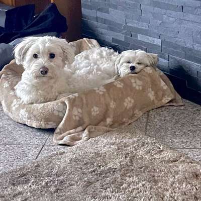 Hundetreffen-Kleinhundegruppe-Bild