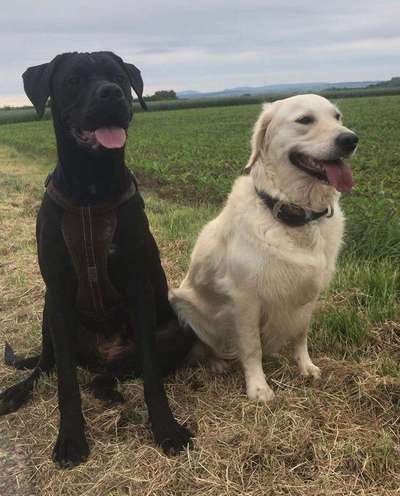 Mischlinge - die beste Rasse die es gibt-Beitrag-Bild