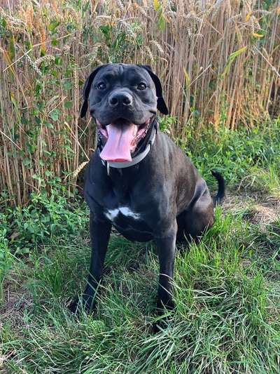 Mischlinge - die beste Rasse die es gibt-Beitrag-Bild