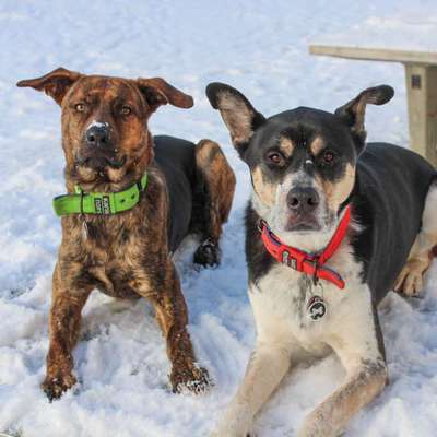 Hundetreffen-Spielrunde Alsenpark (Hundeplatz)-Bild