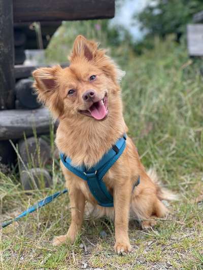 Hundetreffen-Walkies für kleine und schüchterne Hunde 🐶-Bild