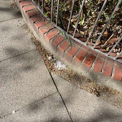 Giftköder-Weiße Brösel (mögl. Rattengift)-Bild