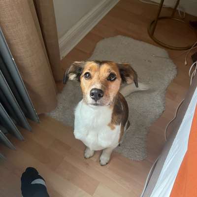 Hundetreffen-Trainingspartner*innen für Hundebegegnungen gesucht-Bild