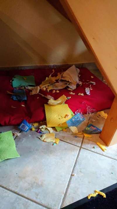 Zeig mir, dass du mit einem hund zusammenlebst....-Beitrag-Bild