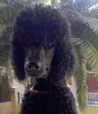 Fotochallange Nr. 57     PORTRÄT.   Beendet!!!!!!!!-Beitrag-Bild