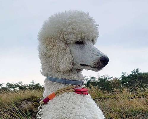 Fotochallange Nr. 57     PORTRÄT.   Beendet!!!!!!!!-Beitrag-Bild