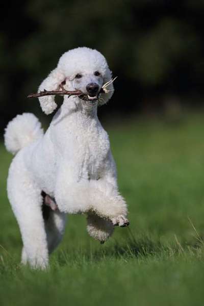 Die Dogorama Wochen Challenge-Beitrag-Bild