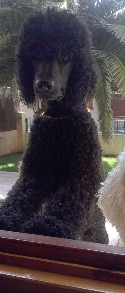 Die besten Hundeblicke 🐾❤️-Beitrag-Bild