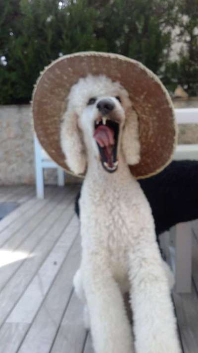 Her mit dem Grimassen-Beitrag-Bild