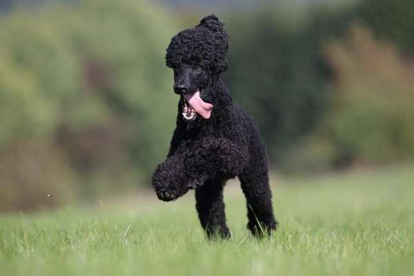 Fotochallenge Nr. 59 - Mein Hund zeigt die Zunge-Beitrag-Bild