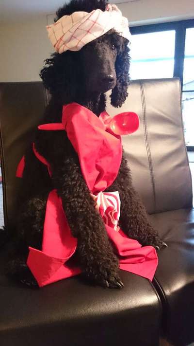 Hund"kreativ" in Szene gesetzt, Fotobomb u.a.-Beitrag-Bild