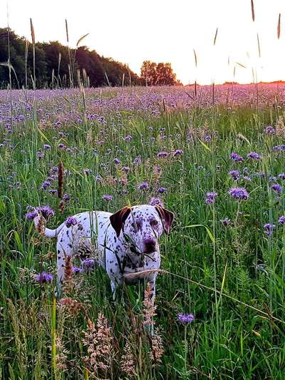 Die Dogorama Monats Challenge "Es grünt und blüht"-Beitrag-Bild