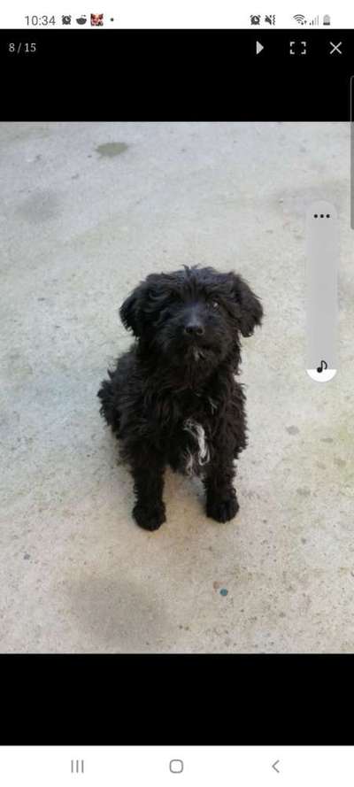 Auslandstierschutz-Beitrag-Bild