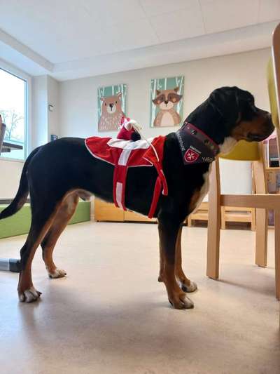 Was tragen eure Hunde zu Weihnachten?-Beitrag-Bild