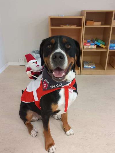 Was tragen eure Hunde zu Weihnachten?-Beitrag-Bild