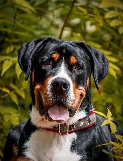 Fotochallange Nr. 57     PORTRÄT.   Beendet!!!!!!!!-Beitrag-Bild