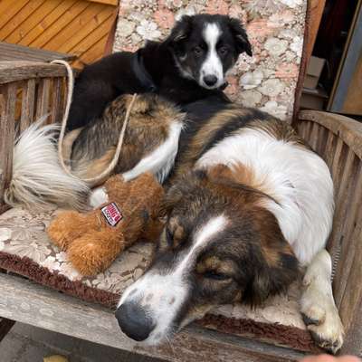 Hundetreffen-Welpentreffen Barkhausen-Bild