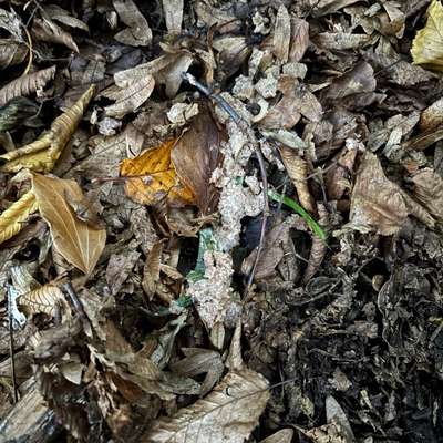 Giftköder-Verdacht auf Giftköder-Bild