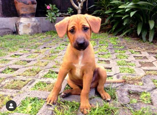 Welpen Bilder !-Beitrag-Bild