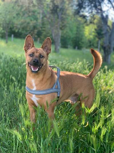 Das passende Brustgeschirr-Beitrag-Bild