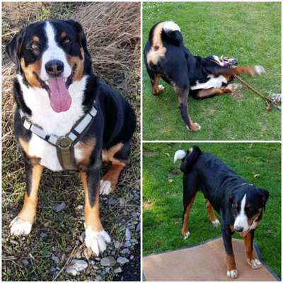 Appenzeller Sennenhunde-Beitrag-Bild