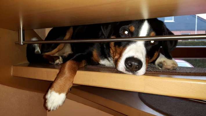 Dein Hund im Dogorama-Kalender 2021-Beitrag-Bild