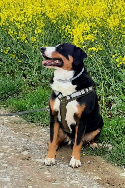 Appenzeller Sennenhunde-Beitrag-Bild