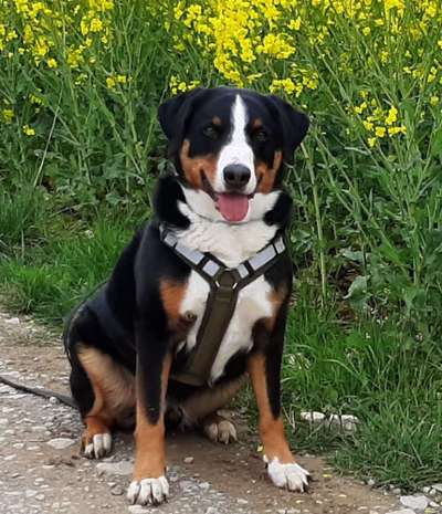 Appenzeller Sennenhunde-Beitrag-Bild