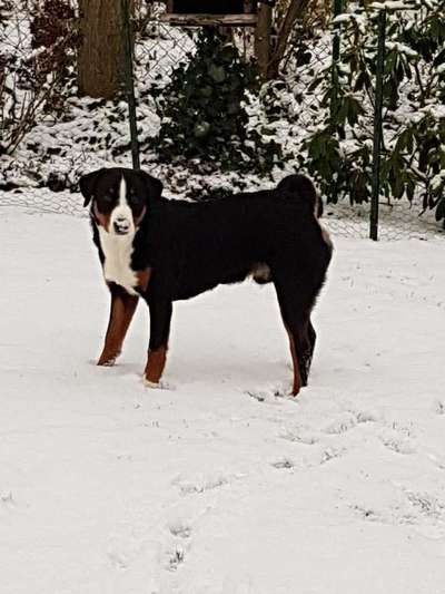 Dein Hund im Dogorama-Kalender 2021-Beitrag-Bild