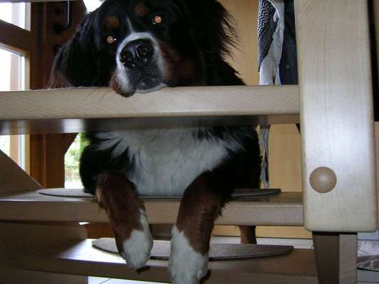 Dein Hund im Dogorama-Kalender 2021-Beitrag-Bild