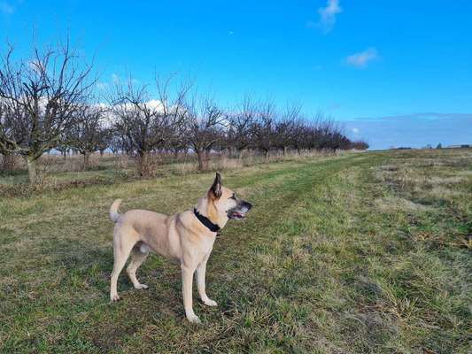 Hundetreffen-Gemeinsames Training-Bild