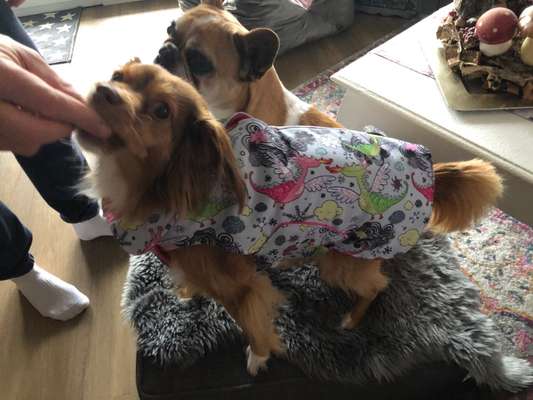 Die Dogorama Wochen Challenge-Beitrag-Bild