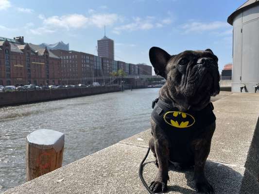 Die Dogorama Wochen Challenge-Beitrag-Bild