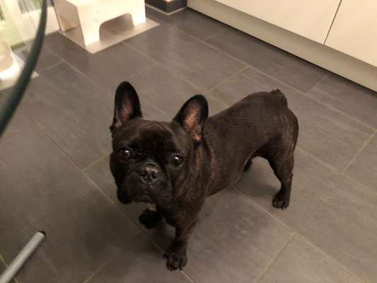 Französische Bulldoggen-Beitrag-Bild