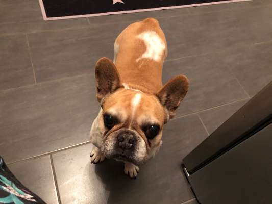 Französische Bulldoggen-Beitrag-Bild