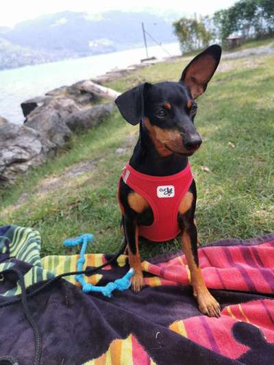 Wo sind die Zwergpinscher?-Beitrag-Bild