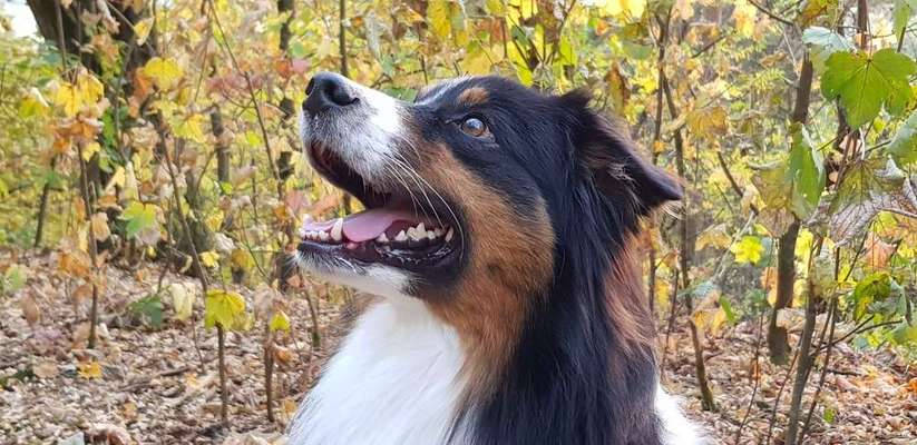 Aussies-Beitrag-Bild