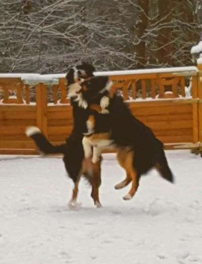 Challenge Nr. 16         Dynamik - Dein Hund in Bewegung-Beitrag-Bild