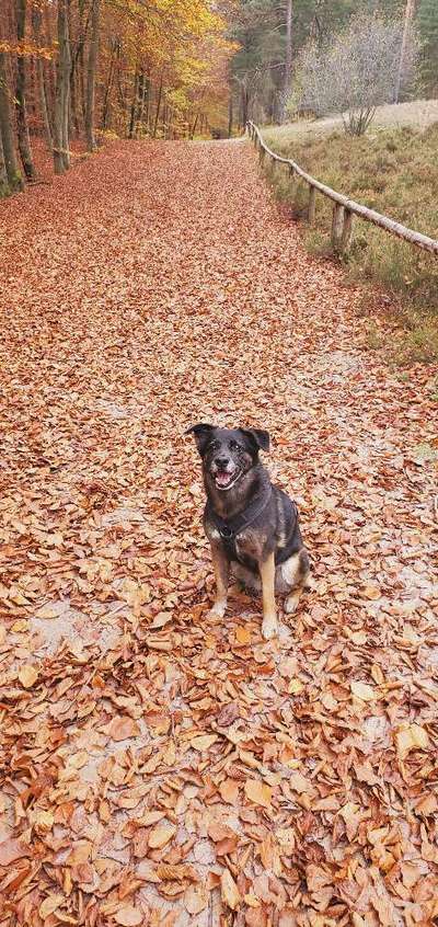 Hundetreffen-Ich bin Hunde gassi sitter-Bild