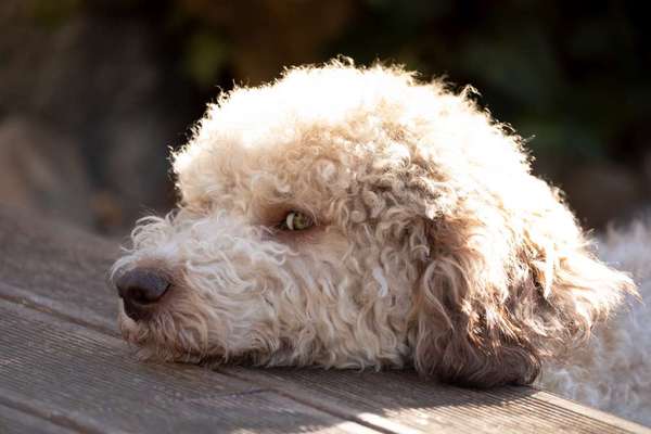 Lagotto Romagnolo Besitzer-Beitrag-Bild