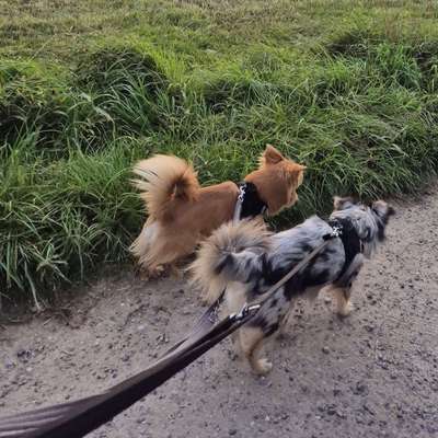 Hundetreffen-Trainingspartner für Leinenspecktakel-Bild