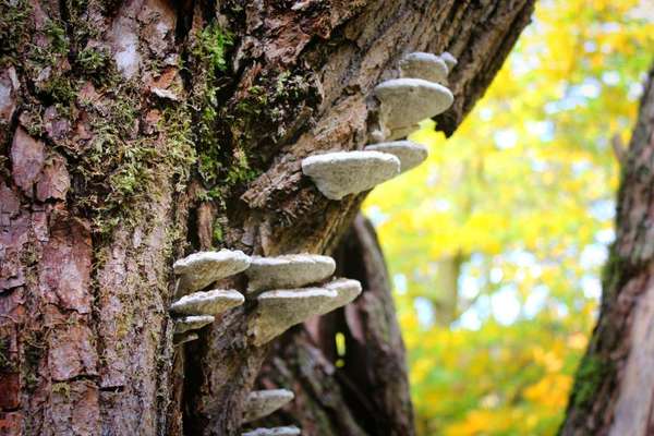 Die wunderschöne Welt mit Hund.-Beitrag-Bild