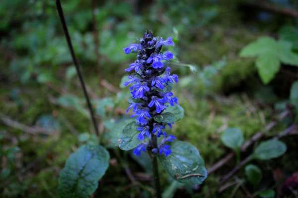Die wunderschöne Welt mit Hund.-Beitrag-Bild