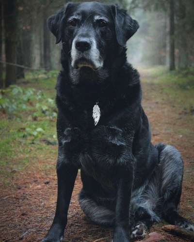 Unsere Fellnasen im Regenbogenland-Beitrag-Bild