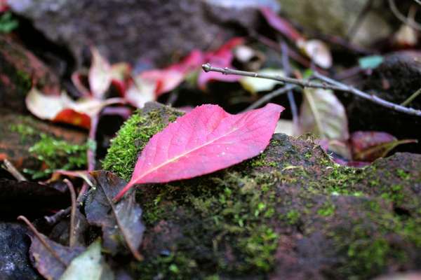 Die wunderschöne Welt mit Hund.-Beitrag-Bild