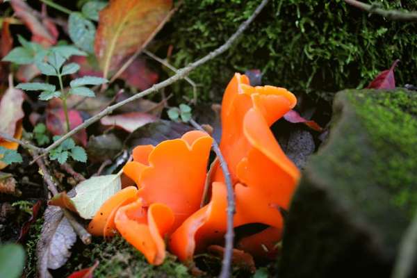 Die wunderschöne Welt mit Hund.-Beitrag-Bild