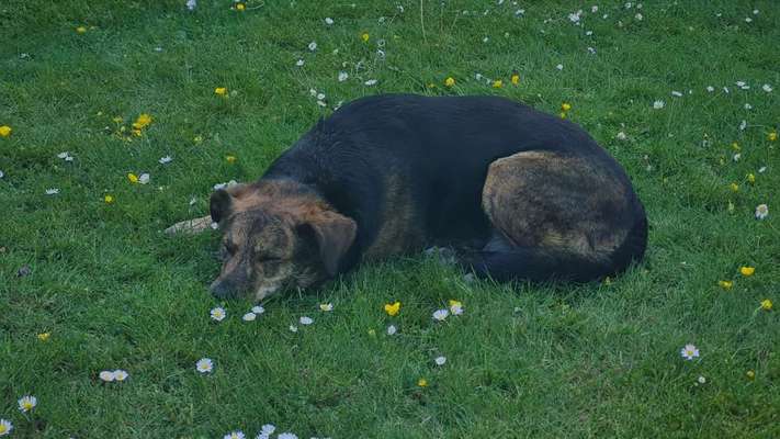 Auslandstierschutz-Beitrag-Bild