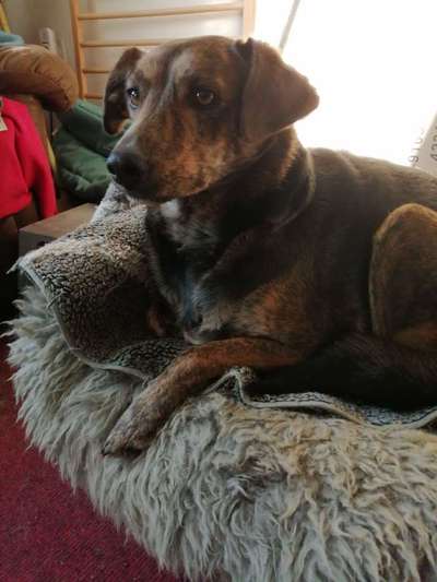 Auslandstierschutz-Beitrag-Bild