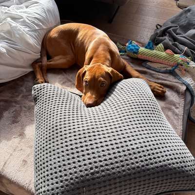 Hundetreffen-Spielfreunde im gleichen Alter gesucht-Bild